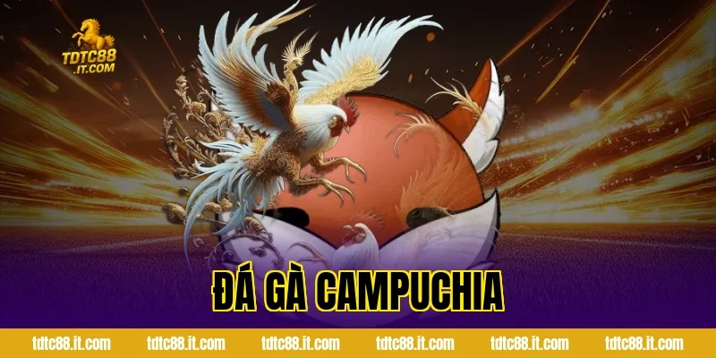 Đá Gà Campuchia TDTC – Trường Gà Nổi Tiếng Và Luật Chơi