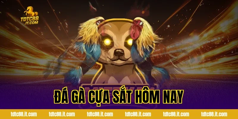 Đá Gà Cựa Sắt Hôm Nay TDTC – Thông Tin Và Nhận Định Hot