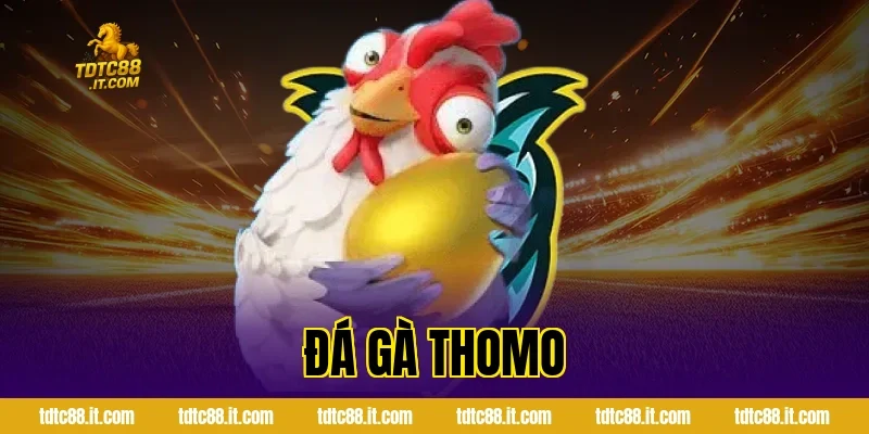 Đá Gà Thomo TDTC – Trường Gà Nổi Tiếng Campuchia Cho Tân Thủ