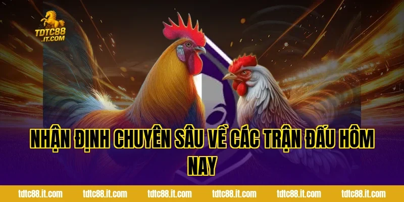 Đá Gà Cựa Sắt Hôm Nay TDTC – Thông Tin Và Nhận Định Hot 2 Nhận Định Chuyên Sâu Về Các Trận Đấu Hôm Nay