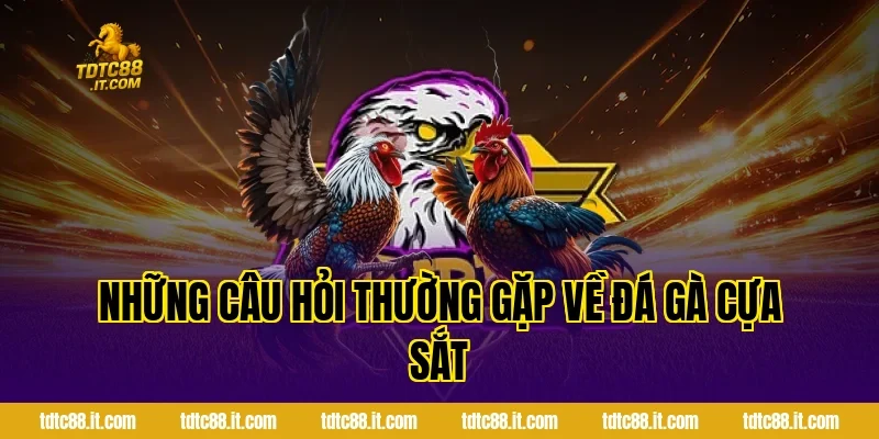 Đá Gà Cựa Sắt Hôm Nay TDTC – Thông Tin Và Nhận Định Hot 4 Những Câu Hỏi Thường Gặp Về Đá Gà Cựa Sắt