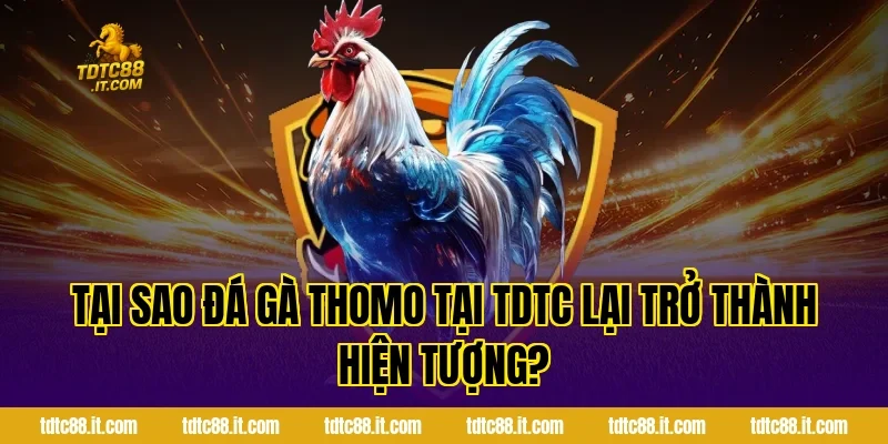 Tại sao đá gà Thomo tại TDTC lại trở thành hiện tượng?